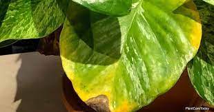 Find hanging planters, perfect for air plants, that complement any room. Why Are My Pothos Leaves Turning Yellow Plantcaretoday