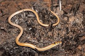 Image result for Trisetopsis elongata