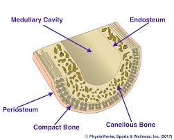A diagrammatic view of a cross section of bone. Bone Stress Physioworks Sports And Wellness Inc