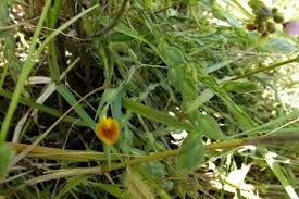 Image result for Zornia