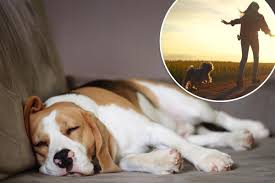 What do dogs dream about? Research explores canine sleep habits | New York  Post