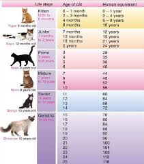 how old is my kitty anyway kitten stage corvallis cat care