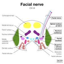 If a nerve has sensory and motor capabilities, it will be attached. Bookbrain Stem Nuclei A Laboratory Manual And Text Book Of Embryology Embryology The Brain 337 Alar Plate Is Greatly Thickened And Becomes The Anlage Of The Thalamus And Metathalamus The Latter