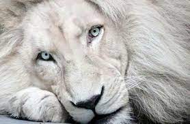 White Lion S Nose Pixdaus Animals Albino Animals Animals Wild