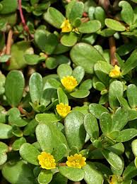 Of the 150 or so species belonging to the calandrinia genus, about 30 are native to australia. Portulaca Oleracea Common Purslane World Of Succulents Portulaca Oleracea Succulents Planting Roses