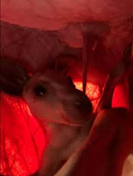 Amazing photos capture joey's comfort in mum's pouch