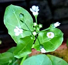 Image result for Samolus