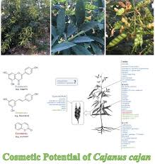 Image result for Cajanus