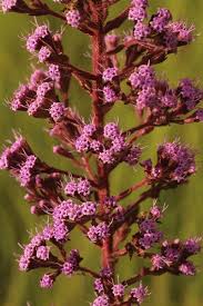 Image result for Triclisia