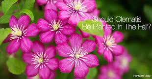 Maybe you would like to learn more about one of these? Planting Clematis In Fall Is Planting In Fall Smart