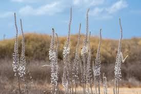 Image result for Drimia calcarata