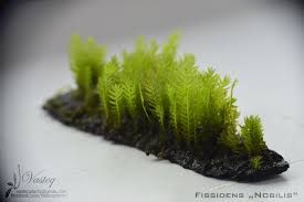 Fissidens Nobilis Freshwater Aquarium Plants Garden Terrarium Water Plants