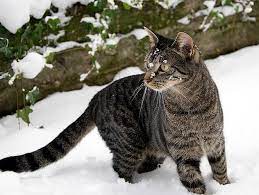 Winter Care And Safety For Community Cats Petfinder