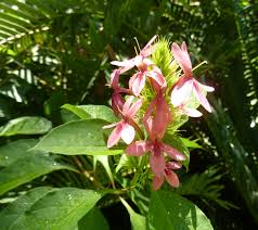 Image result for x Ruttyruspolia 'Phyllis van Heerden'