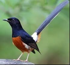 Burung murai batu (copsychus malabaricus) foto, gambar. Ladang Emas Dari Burung Murai L A G E M O O D