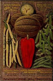 L L Olds Seed Co 21st Season Olds Catalogue 1907 Vintage Seed Packets Graphic Design Books Floral Botany