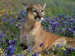 50 Beautiful Free Desktop Wallpaper Wild Animals Summer Background A collection of the top +65 wildlife desktop wallpapers and backgrounds available for download for free. desktop wallpaper wild animals