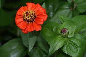Ena Loyloydi An8ise Sto Diasthma Grafei O Nikos Tsoylias Http Fractalart Gr Zinnia Zinnia Flowers Zinnias Annual Flowers