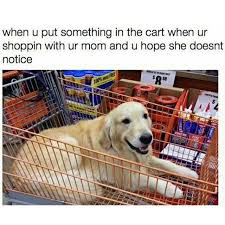 Shopping Trolley Funny Pictures Animal Memes Laugh