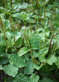 Image result for Plantago