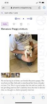 Phoenix Craigslist Pets
