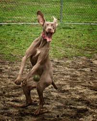 woa woa woa susse hunde und katzen lustige tiere lustige haustiere