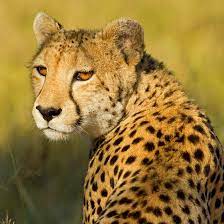 This test works best for girls. The Spirit Animal That Best Represents Your Zodiac Sign Yourtango