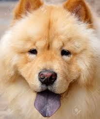 Chow Chow Puppy Wanna Sleep After Running Stock Photo, Picture and Royalty  Free Image. Image 24739995.