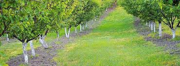 Découvrez le plaisir de déguster les fruits directement sur l'arbre ! Distances De Plantation Entre Les Arbres Fruitiers