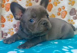 Each lives inside our home with us located just outside of aspen, colorado. French Bulldog Puppies For Sale Colorado Dogs Breeds And Everything About Our Best Friends