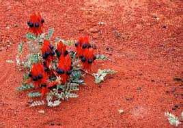 Short Story On Royal Botanic Gardens Cranbourne Australia Finegardening Fruit Garden Plans Australian Flowers Australian Native Plants