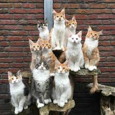 Download the unbelievable funny cat 1080 x 1080 pictures background. 1000 Images About White Cat Trending On We Heart It