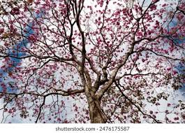 Image result for Handroanthus sp. near impetiginosus
