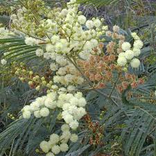 Image result for Acacia decurrens