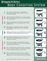 Calculating Your Pets Ideal Weight