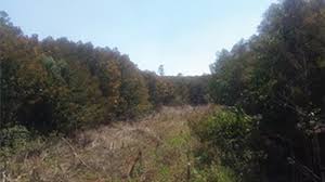 Image result for Vernonanthura polyanthes