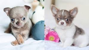 Teacup Chihuahua 15 Amazing Facts And Personality Traits