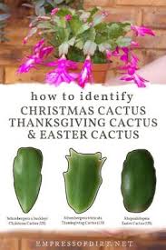 Christmas cactus, thanksgiving cactus, and easter cactus belong to a group of similar species that are often all sold under the name christmas cactus or holiday cactus. if possible, keep your christmas cactus in a room with more humidity, such as your bathroom or kitchen. Types Of Flowering Cactus Easter Cactus Thanksgiving Cactus Christmas Cactus