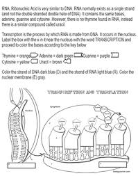 Transcription Coloring Transcription And Translation Transcription Dna Activities