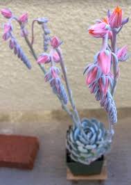 Check spelling or type a new query. How To Get Succulents And Cacti To Bloom Succulent Plant Care