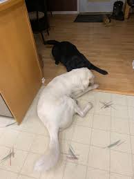 With time and going back to basics on training and being consistent for a. My 2 Dogs Getting Along Rarepuppers
