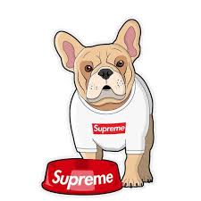 Animals, doge, internet, wallpaper, wallpapers. Dogs Supreme Wallpapers Wallpaper Cave