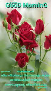 Pin By Eron On Good Morning Malayalam Rose Flower Quotes Good Night Flowers Flower Quotes