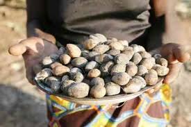 Image result for Schinziophyton rautanenii