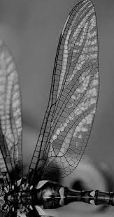 Black And White Insect With Wings Dragonfly Wings Dragonfly Wings Insect Wings Wings