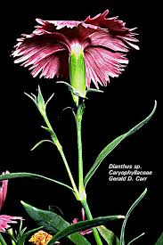 Image result for Caryophyllaceae