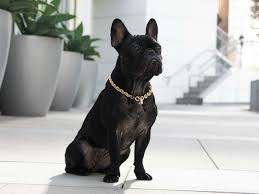 Maybe you would like to learn more about one of these? Capone Chain Gold French Bullevard