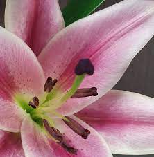 South oxhey florists same day flower delivery wd19 6 by black & cook florist. Cooks Florist Home Facebook