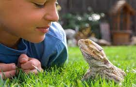 Maybe you would like to learn more about one of these? Good Reptile Pets For Beginners The Y Guide