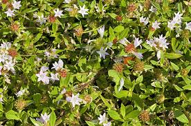 Image result for Cyphia richardsiae